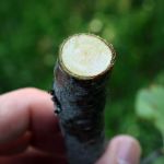 Bilde av ARS Batteridrevet sekatør / beskjæringssaks